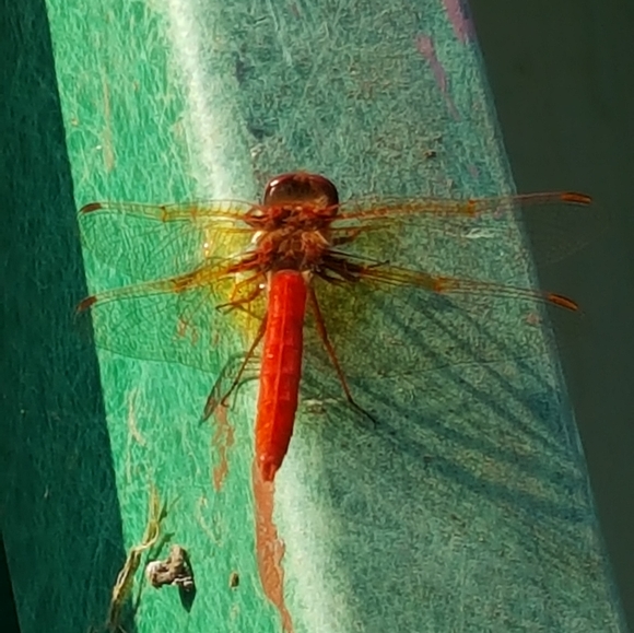 Meet your Posher🍄🐾☘️ - Picture 8 of 12